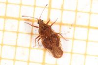 Physatocheila smreczynskii