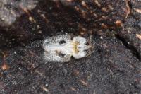 Corythucha ciliata