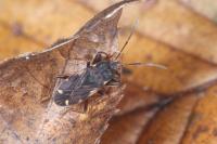 Eremocoris podagricus