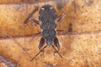 Eremocoris podagricus