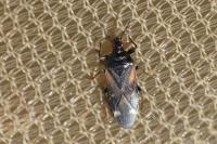 Anthocoris amplicollis