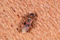 Arocatus longiceps