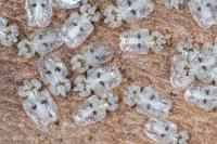 Corythucha ciliata
