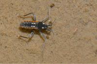 Velia caprai caprai
