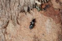 Dufouriellus ater