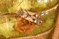Beosus maritimus