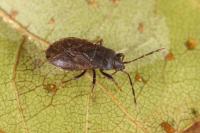 Drymus brunneus