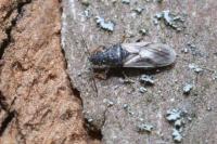 Metopoplax ditomoides