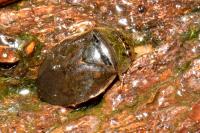 Ilyocoris cimicoides