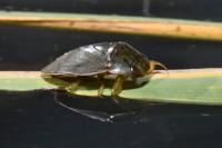 Ilyocoris cimicoides