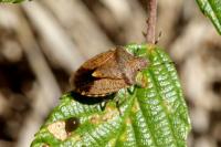 Peribalus strictus vernalis