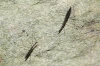 Hydrometra stagnorum
