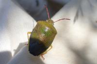 Piezodorus lituratus