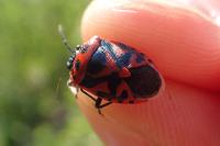 Eurydema ornata