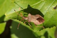 Coreus marginatus