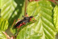 Rhynocoris annulatus