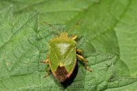 Palomena prasina