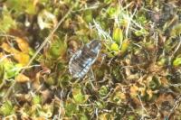 Microvelia reticulata