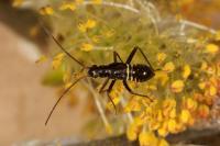 Miris striatus