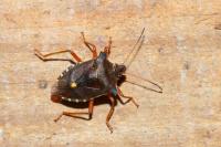 Pentatoma rufipes