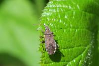 Ceraleptus gracilicornis