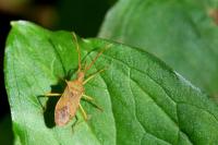 Gonocerus acuteangulatus