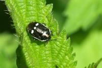 Eurydema oleracea