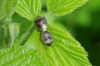 Stagonomus venustissimus
