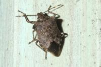 Troilus luridus
