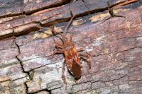Leptoglossus occidentalis