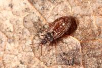 Campylosteira verna