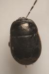 Legnotus limbosus