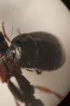 Legnotus limbosus
