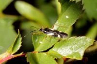 Dryophilocoris flavoquadrimaculatus