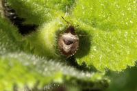 Stagonomus venustissimus