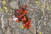 Pyrrhocoris apterus