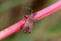 Coreus marginatus