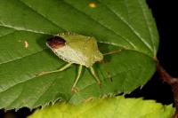 Palomena prasina