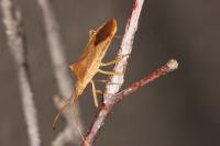 Gonocerus acuteangulatus