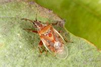 Kleidocerys resedae