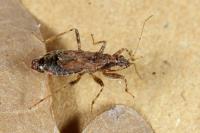 Himacerus mirmicoides
