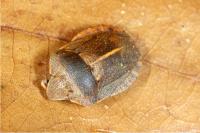 Eurygaster austriaca