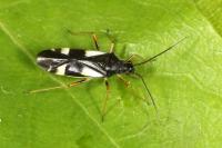 Dryophilocoris flavoquadrimaculatus