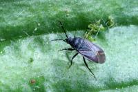 Drymus sylvaticus