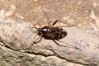 Harpocera thoracica