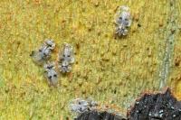 Corythucha ciliata
