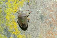 Palomena prasina