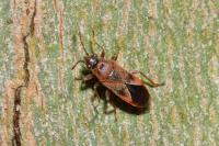 Arocatus longiceps