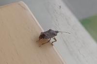 Halyomorpha halys