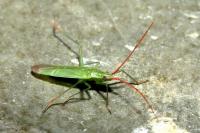 Trigonotylus caelestialium